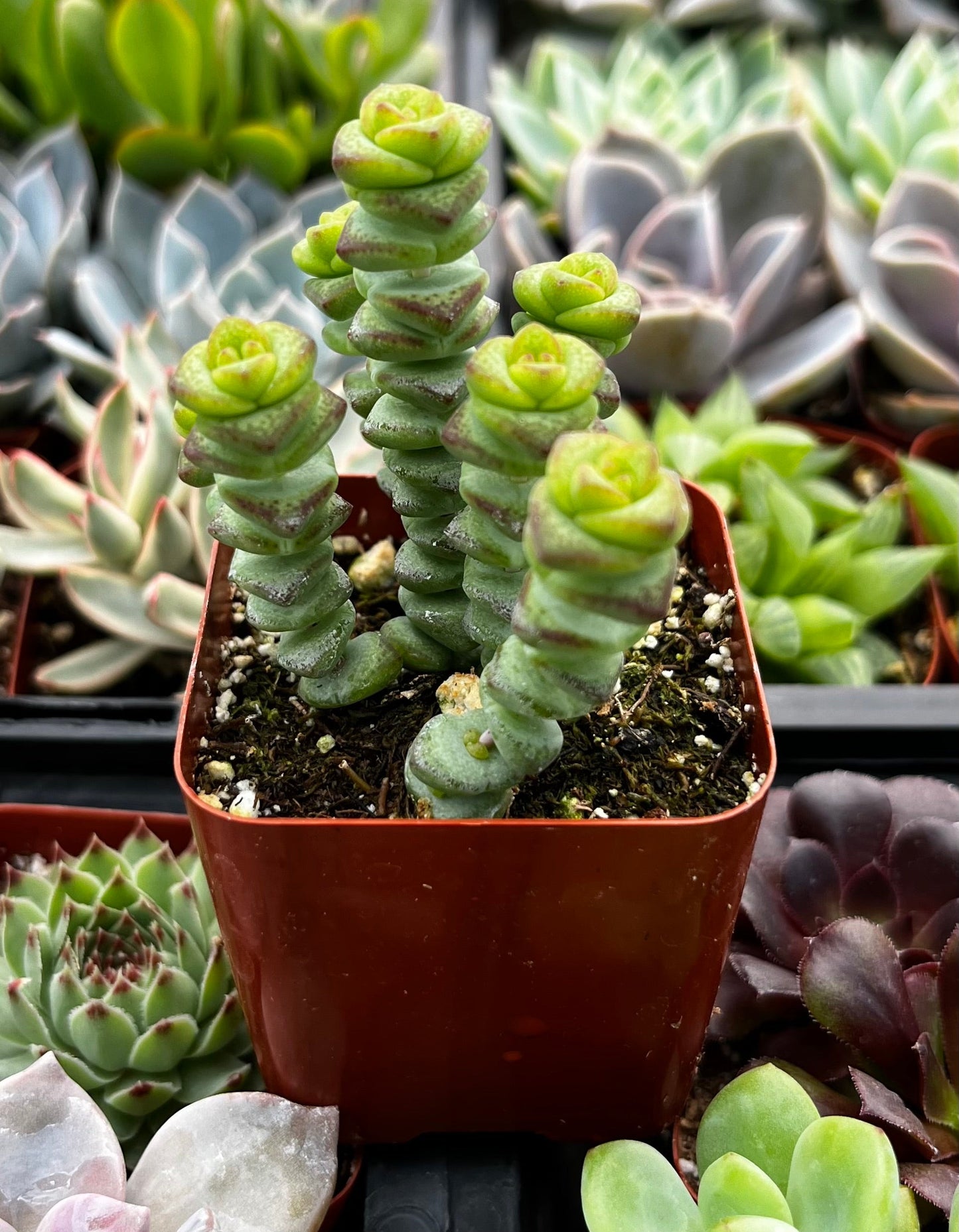 Crassula Baby Necklace