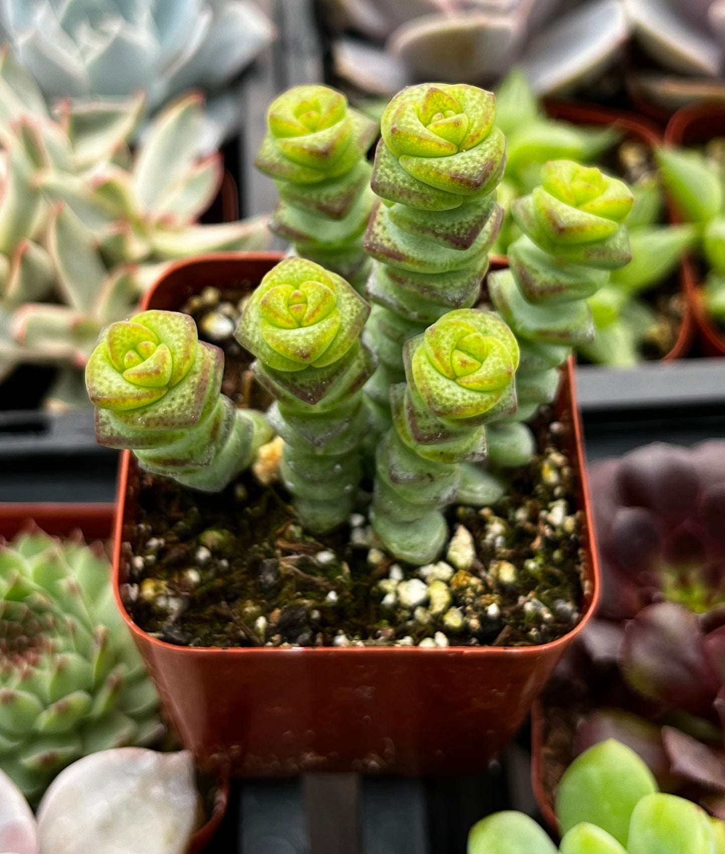 Crassula Baby Necklace