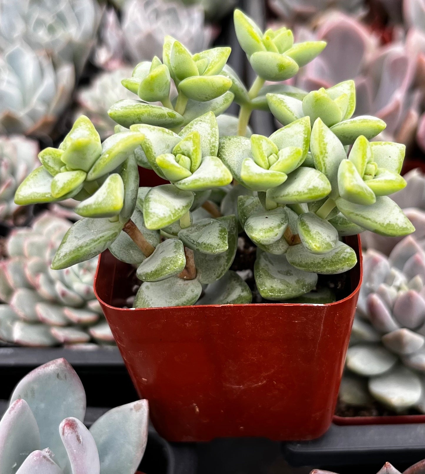 Crassula Rupestris Rosary Vine