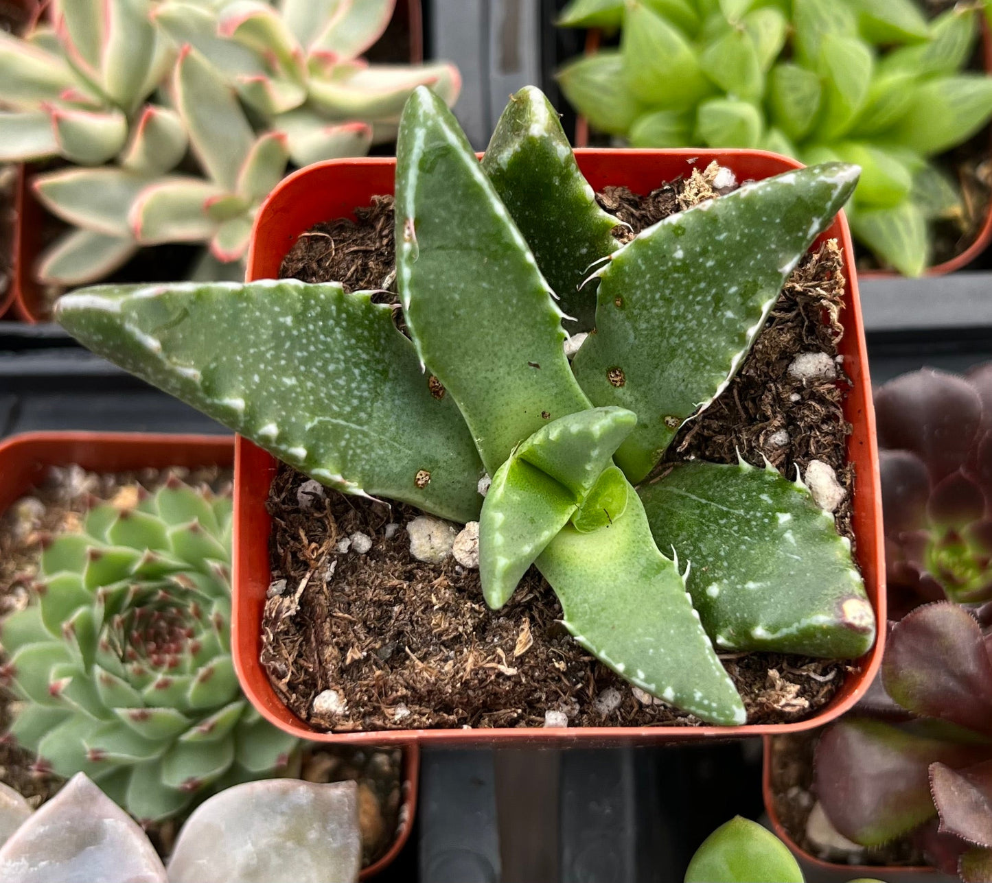 Crassula Tiger's Jaw
