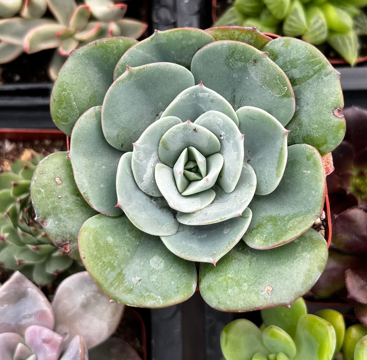 Echeveria Atlantis