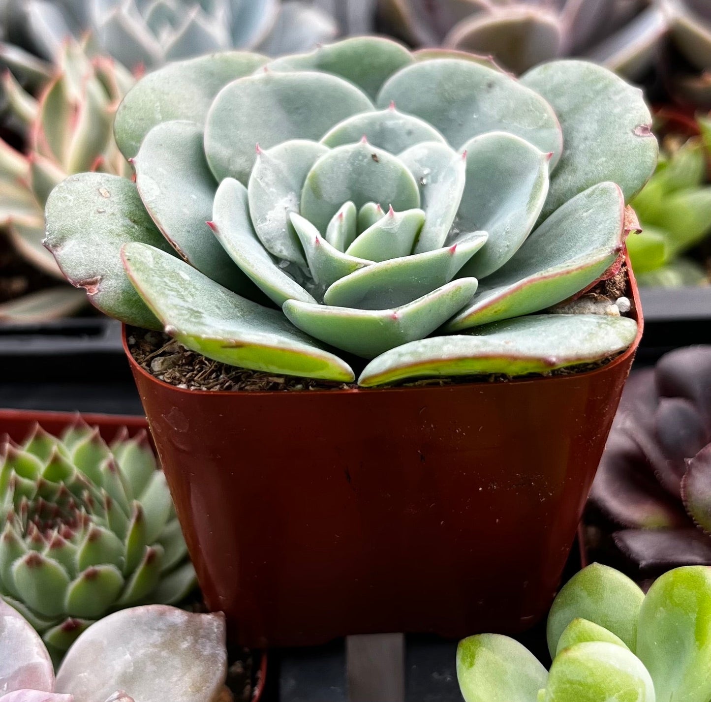 Echeveria Atlantis