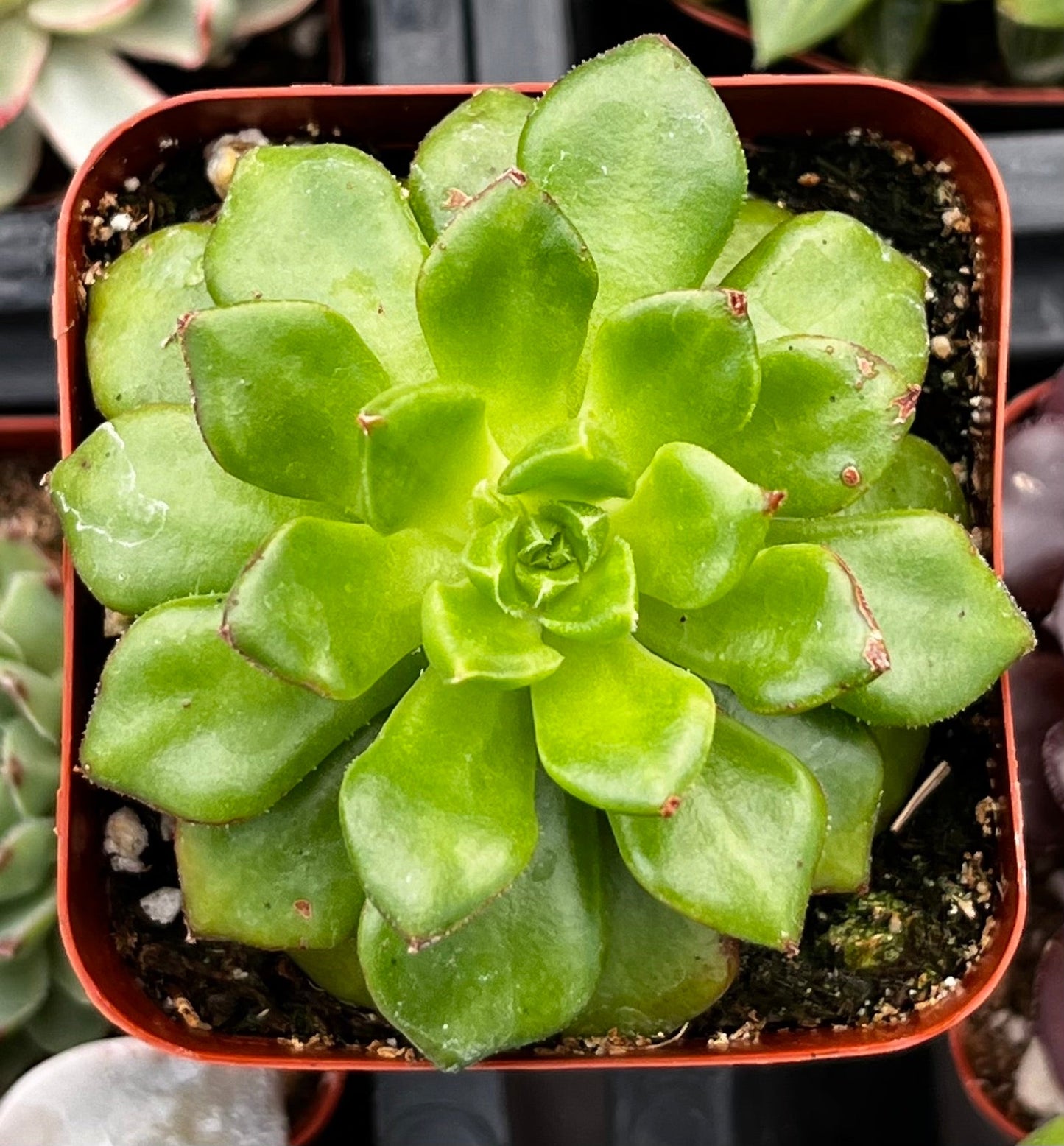 Echeveria Emerald Ripple