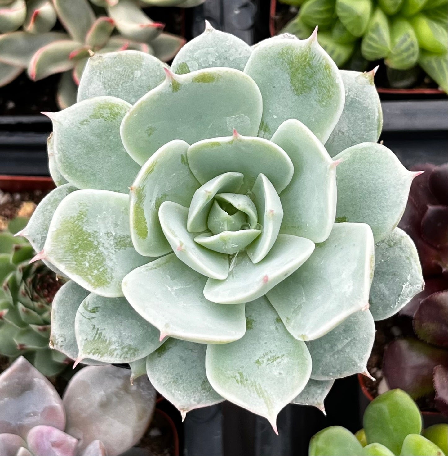 Echeveria Derenbergii (Painted Lady)