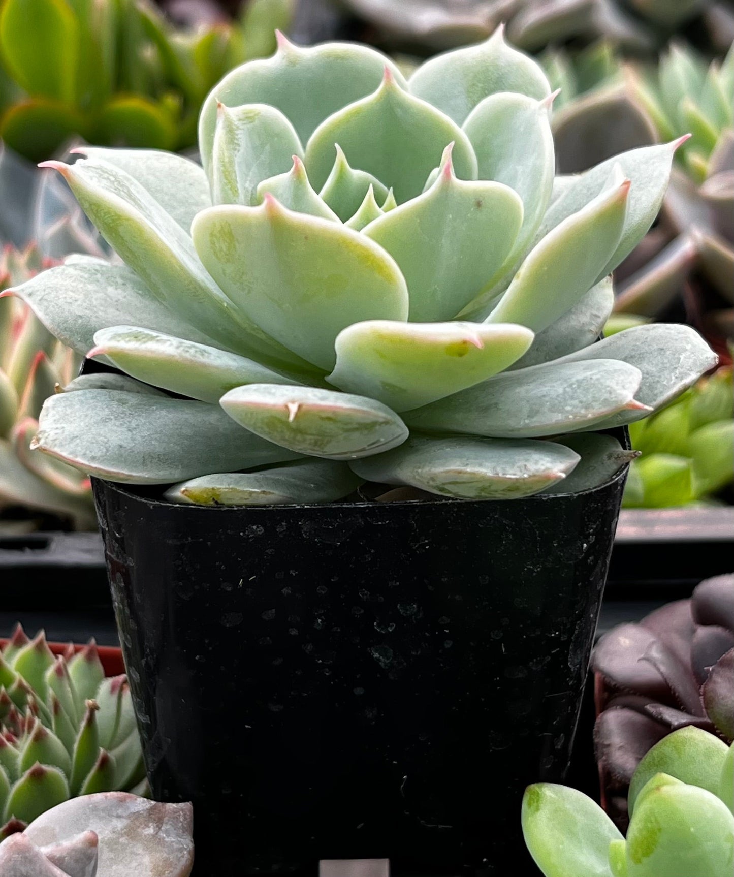 Echeveria Derenbergii (Painted Lady)