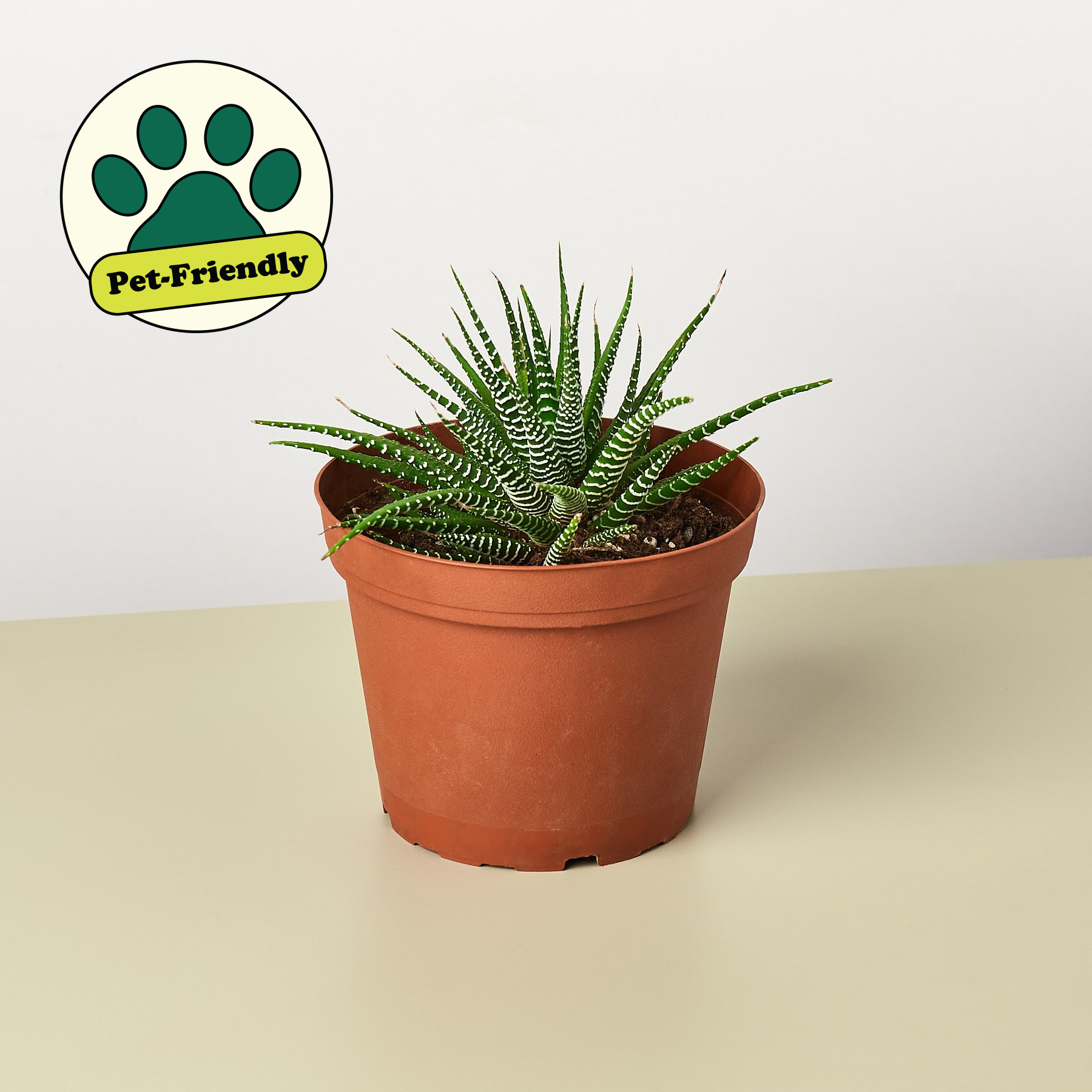 Zebra Succulent – Flawn Seed Kits