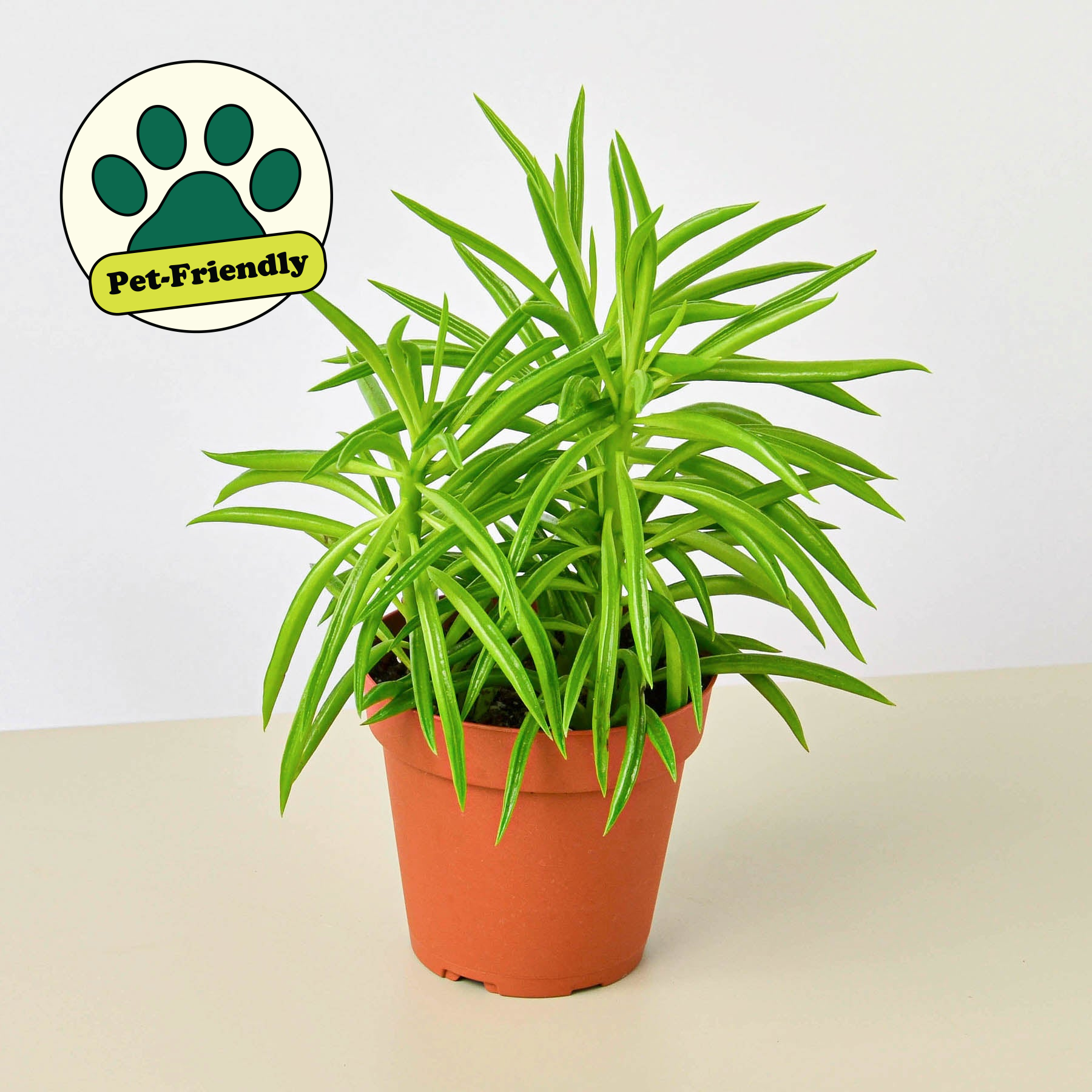 House Plant Shop Peperomia Green Bean - Thumbnail 4