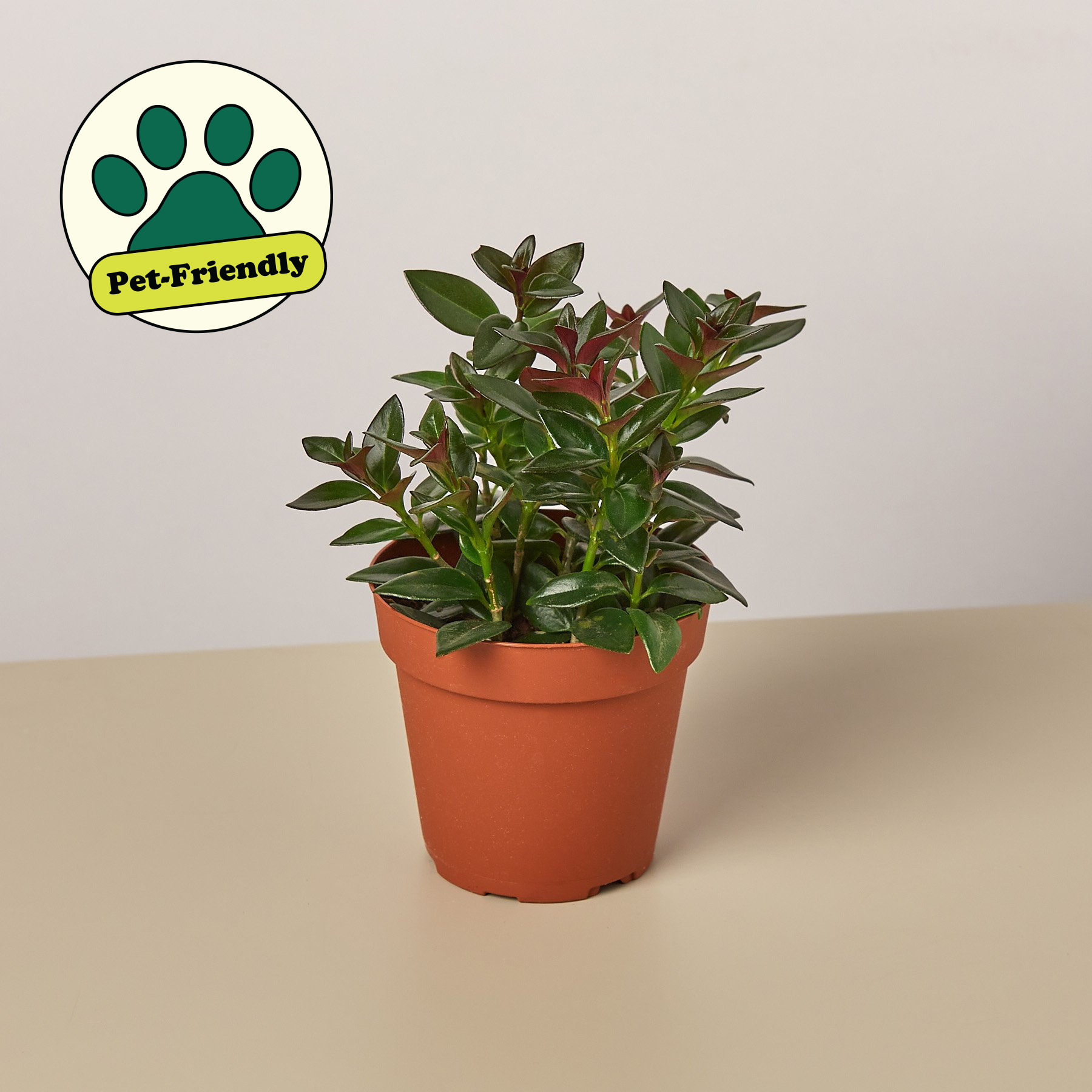 House Plant Shop Nematanthus Goldfish Plant - Thumbnail 4