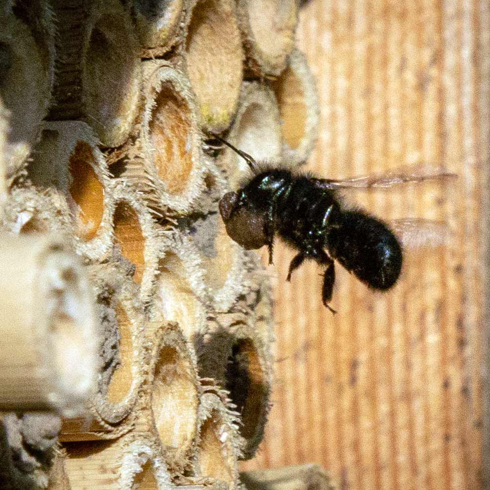 Spring Mason Bees - (20 ct)