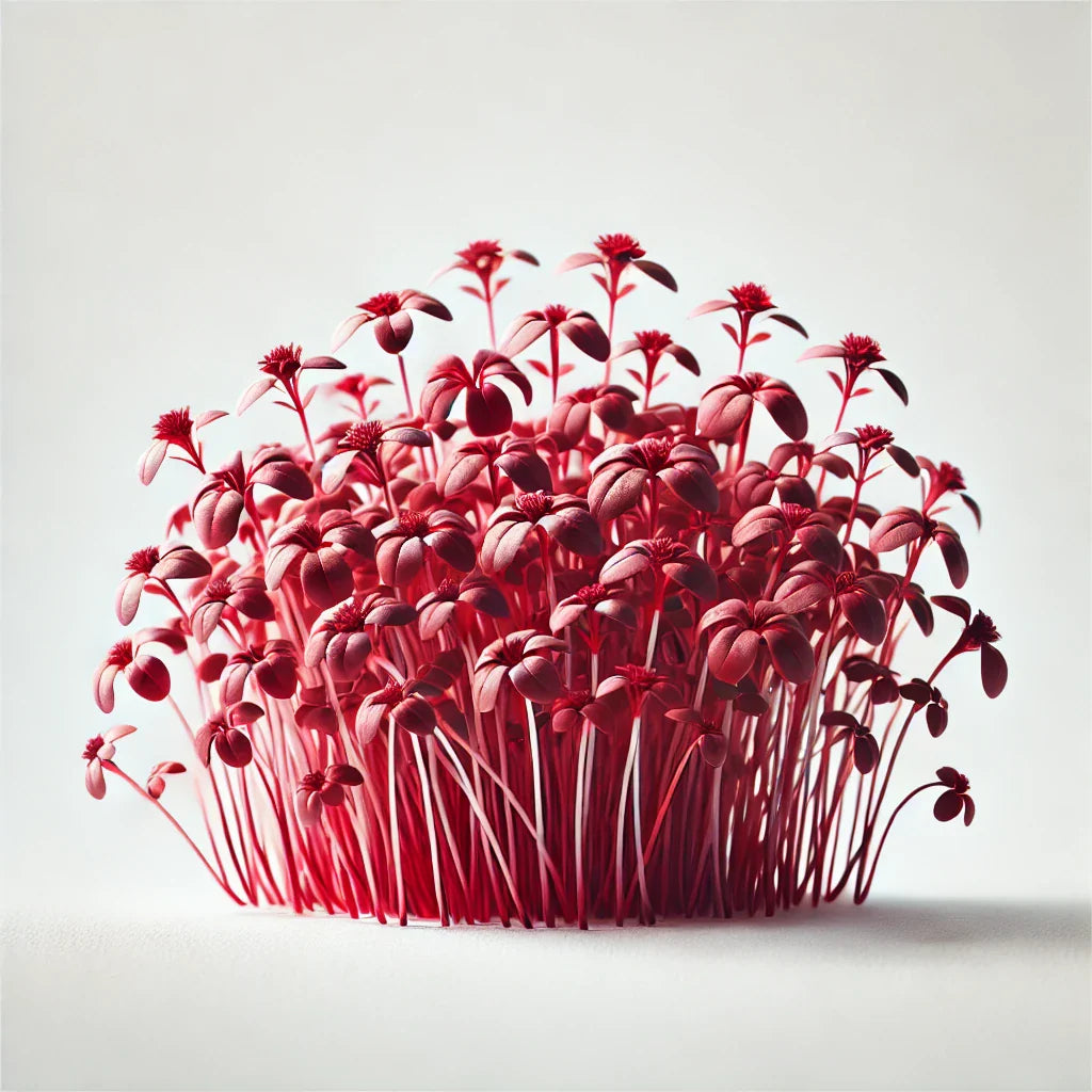 Amaranth (Garnet Red)