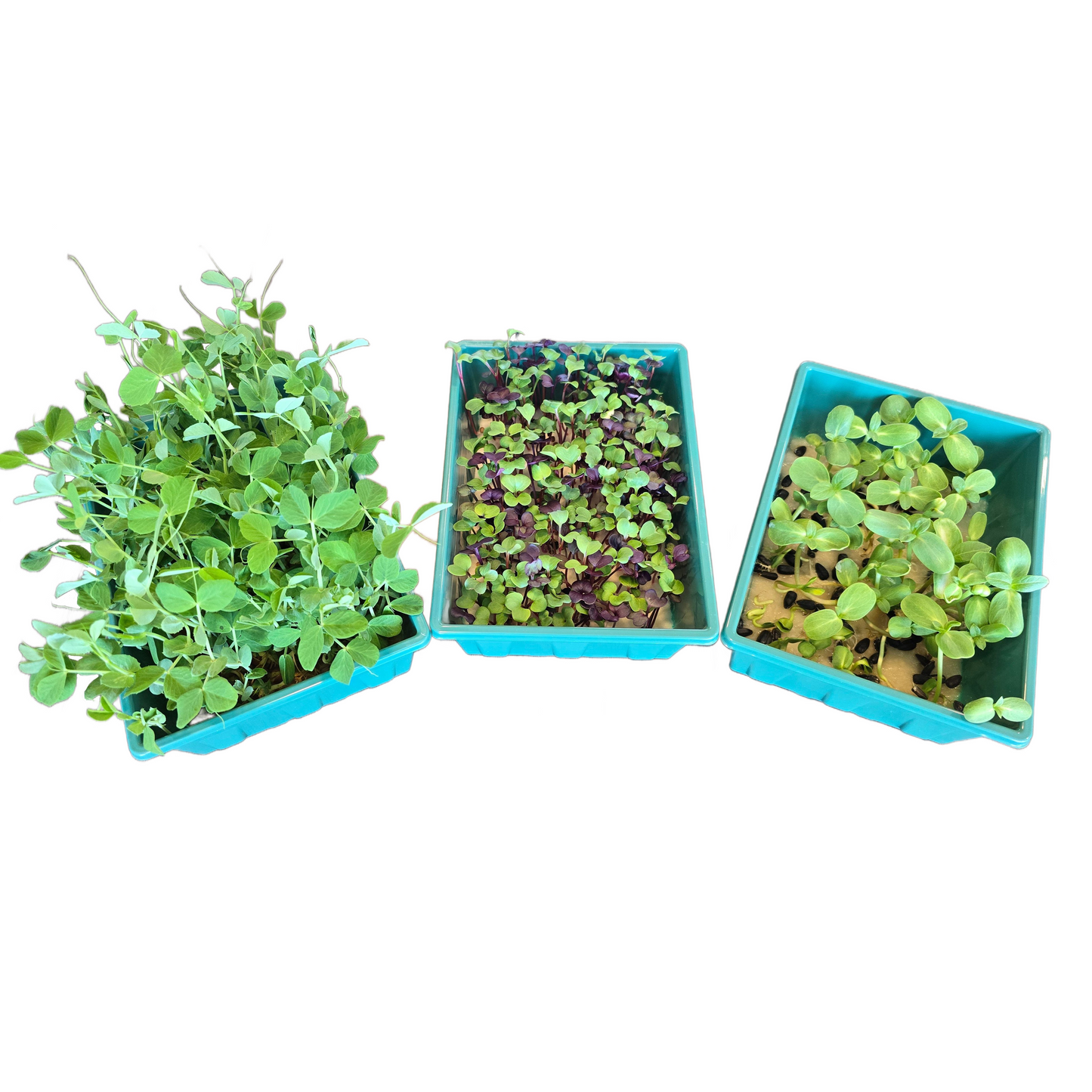 Microgreens Nursery