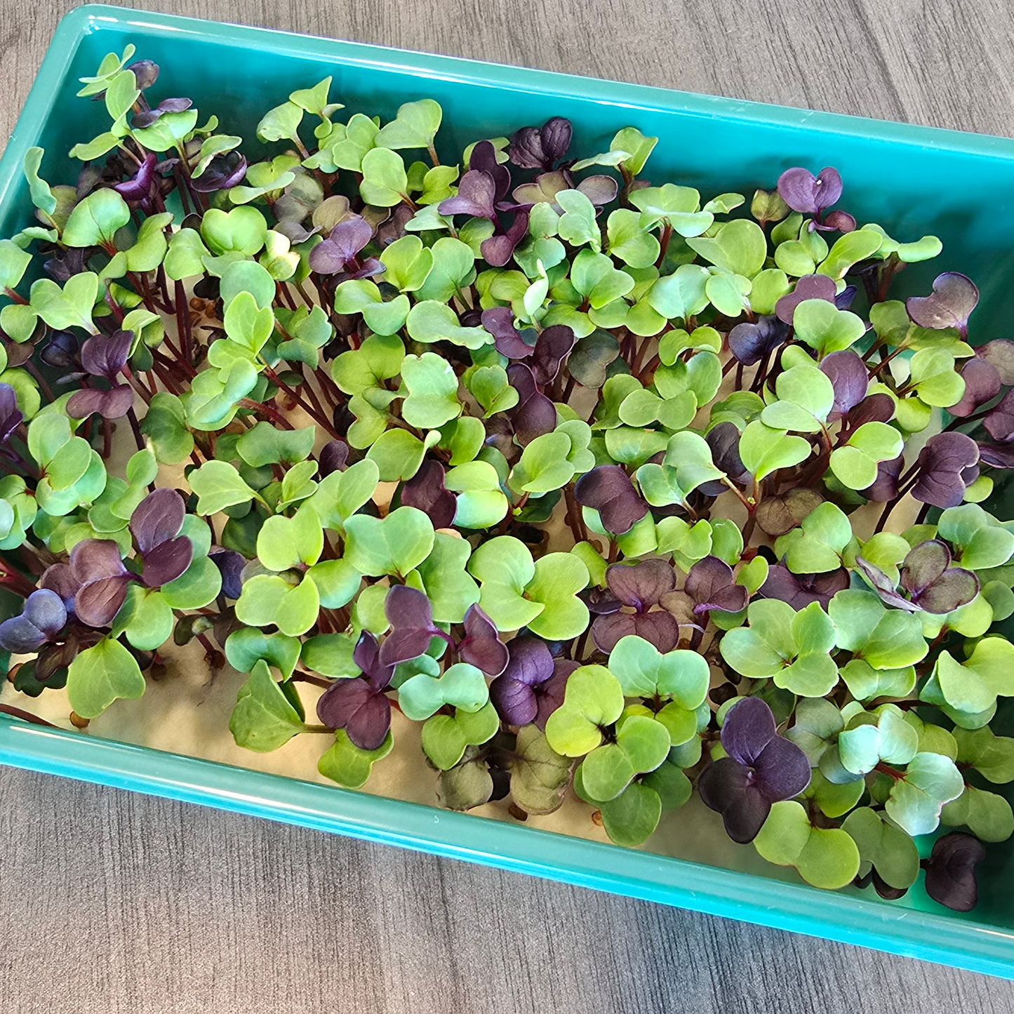 Radish (Confetti Mix)