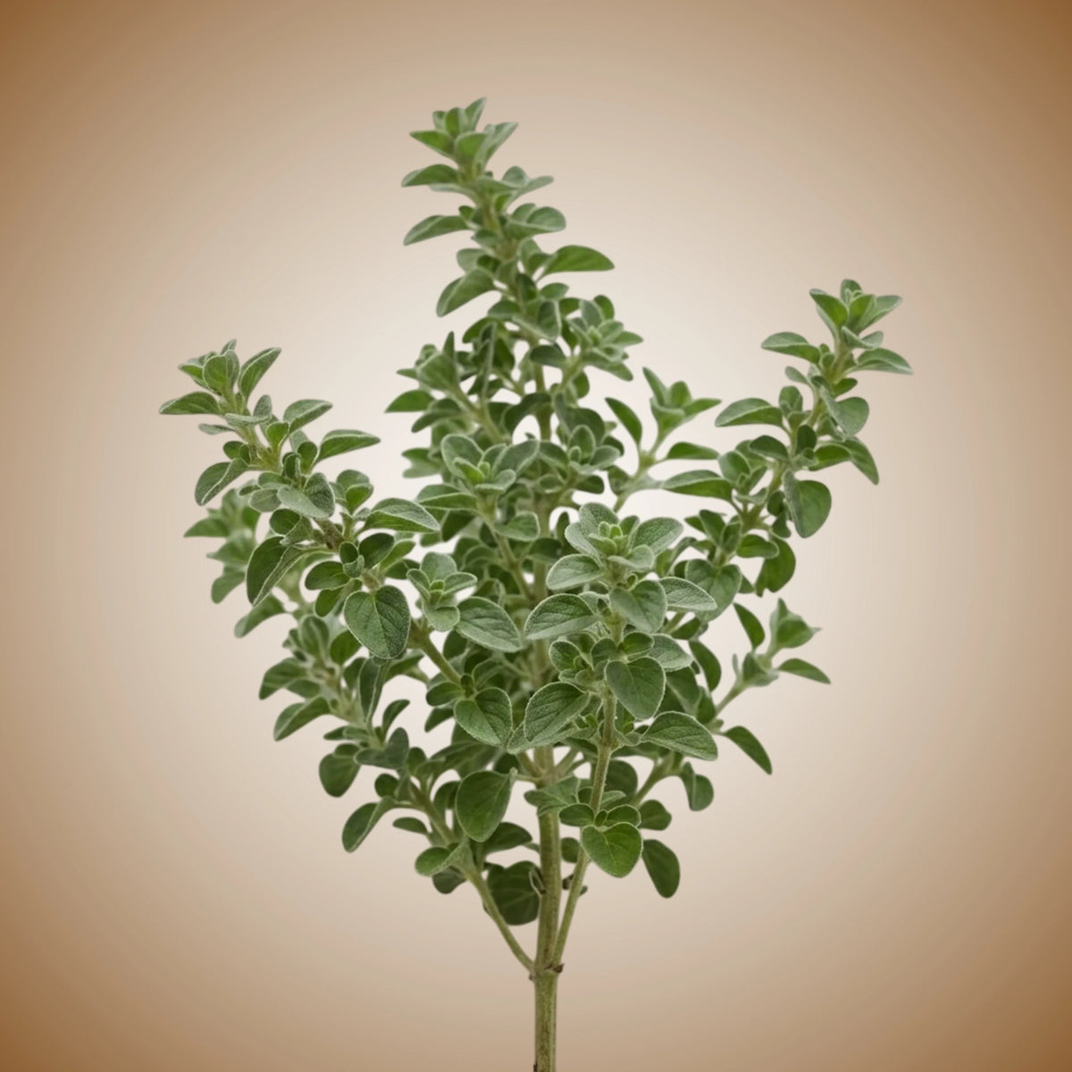 Oregano (Greek) Seeds