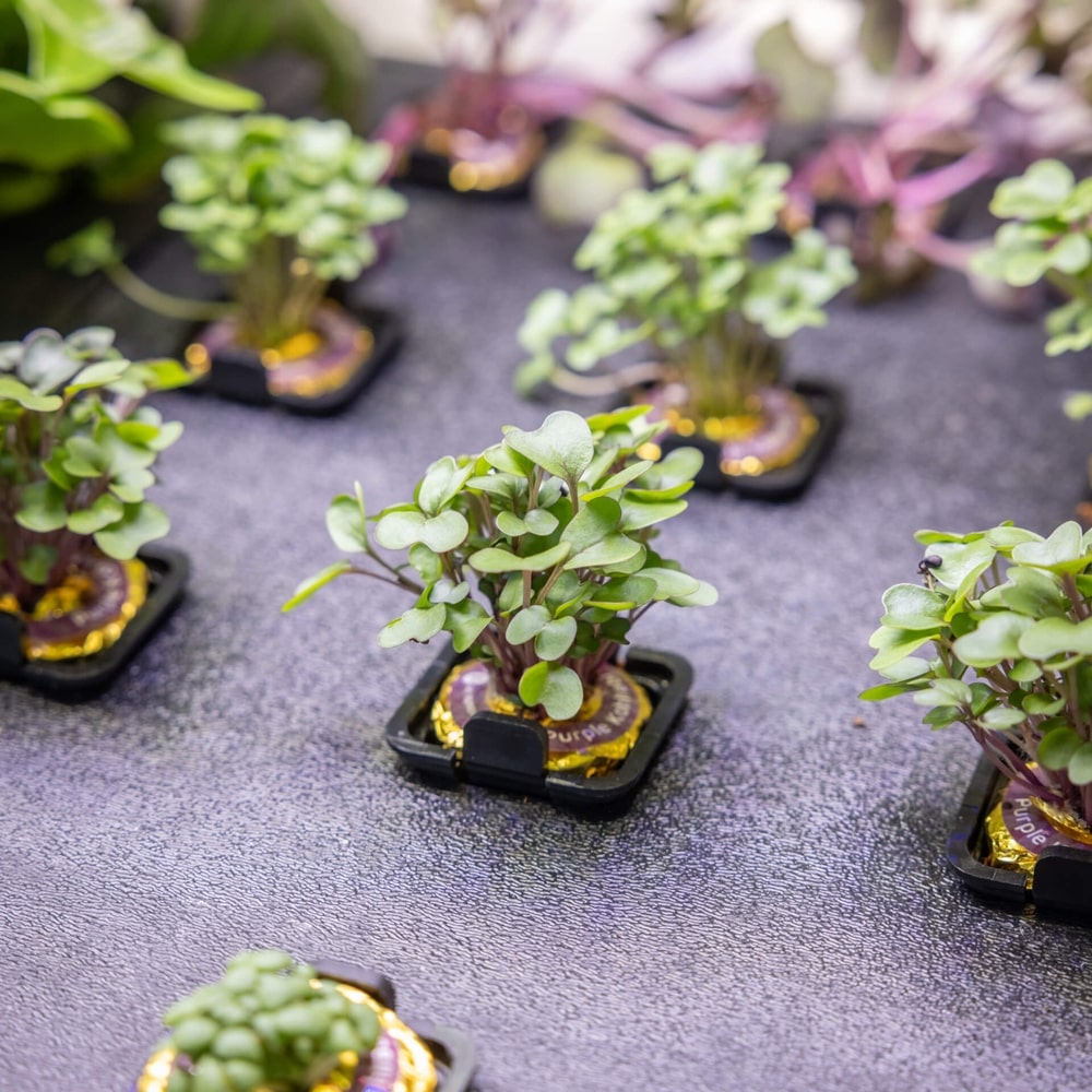 Personal Rise Garden