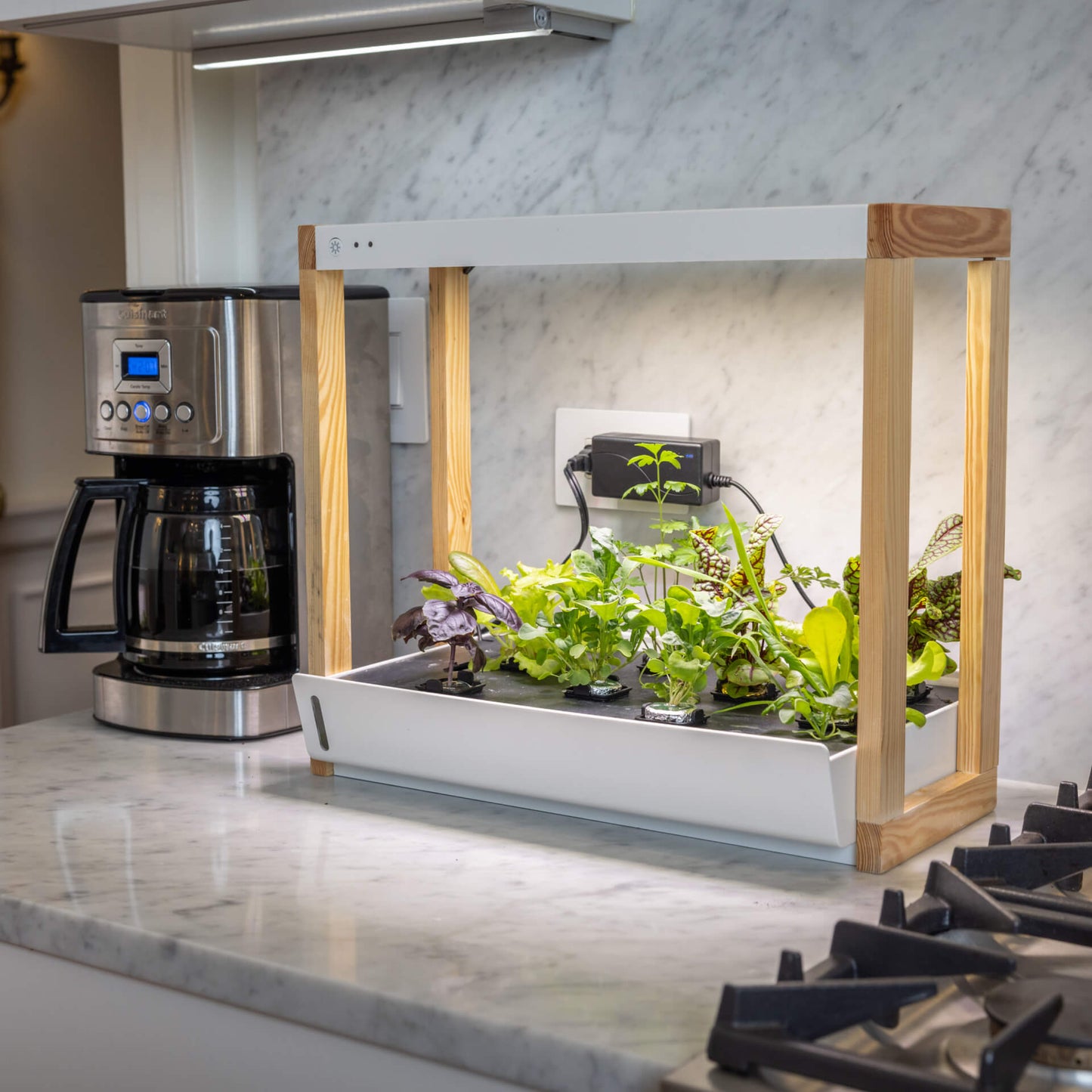 Personal Rise Garden