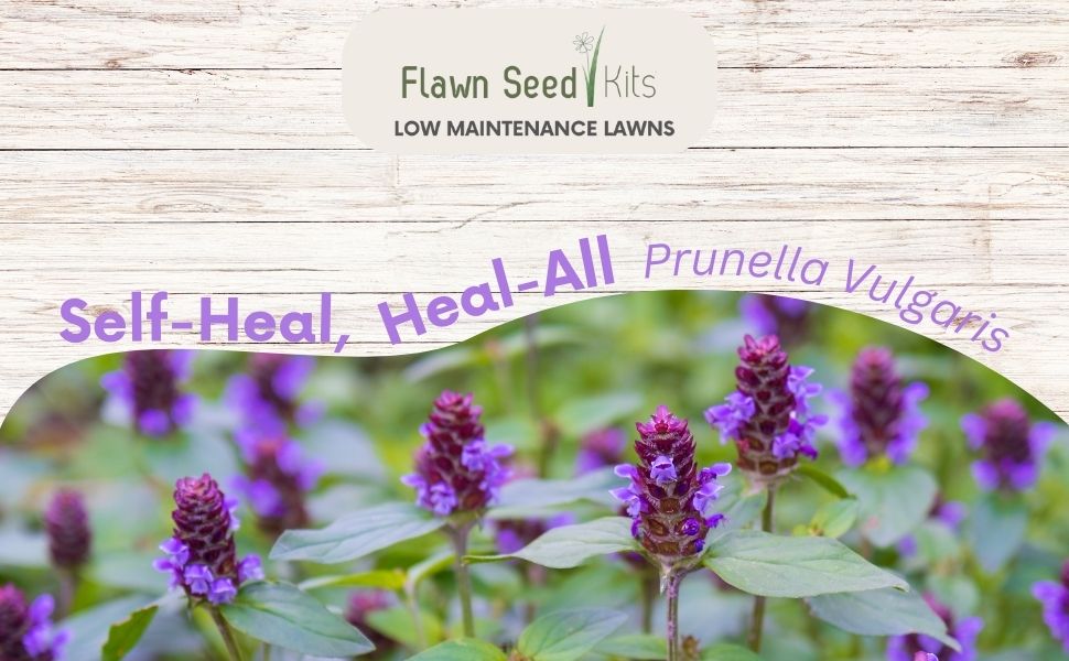 self heal plant seeds Flawn Seed Self-Heal Flowering Lawn Seed - Kid, Pet, Pollinator & Eco-Friendly Grass Alternative