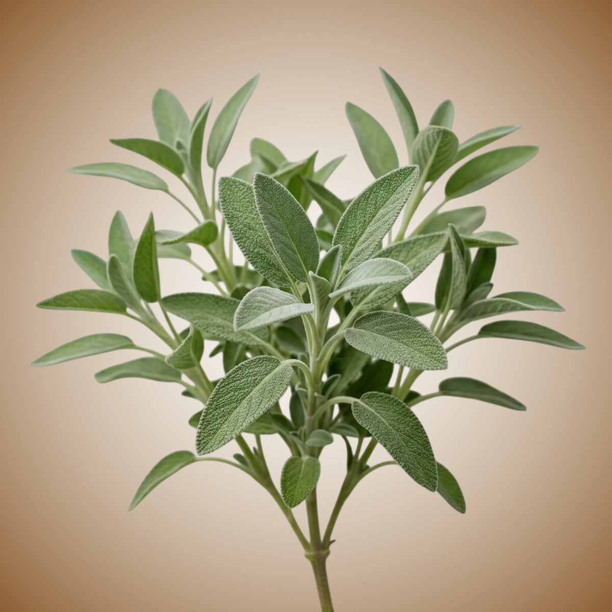 Sage (Common) Seeds