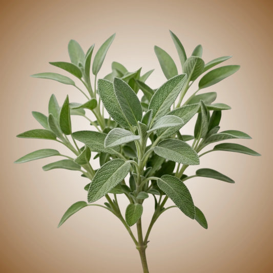 Sage (Common) Seeds