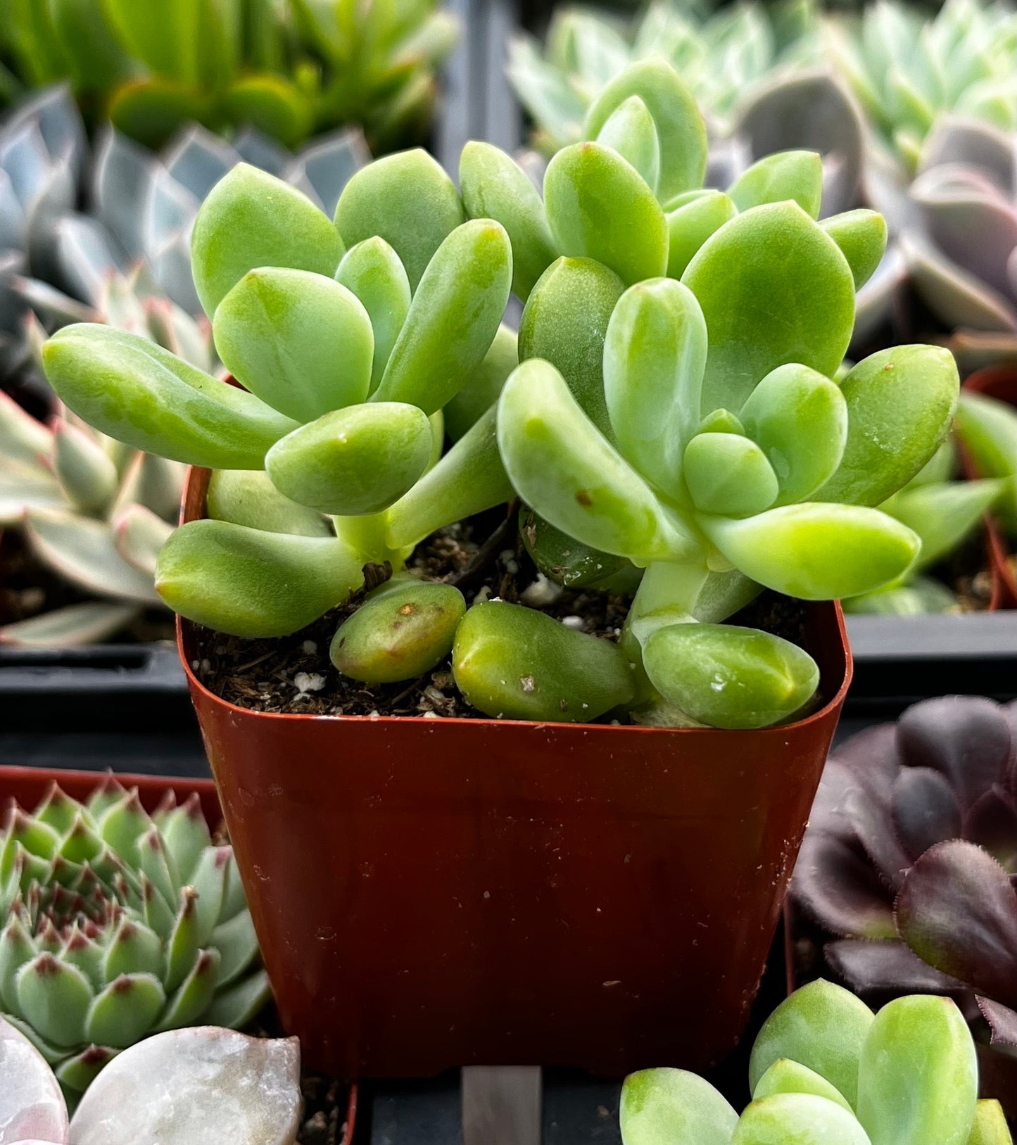 Sedum ‘Alice Evans’