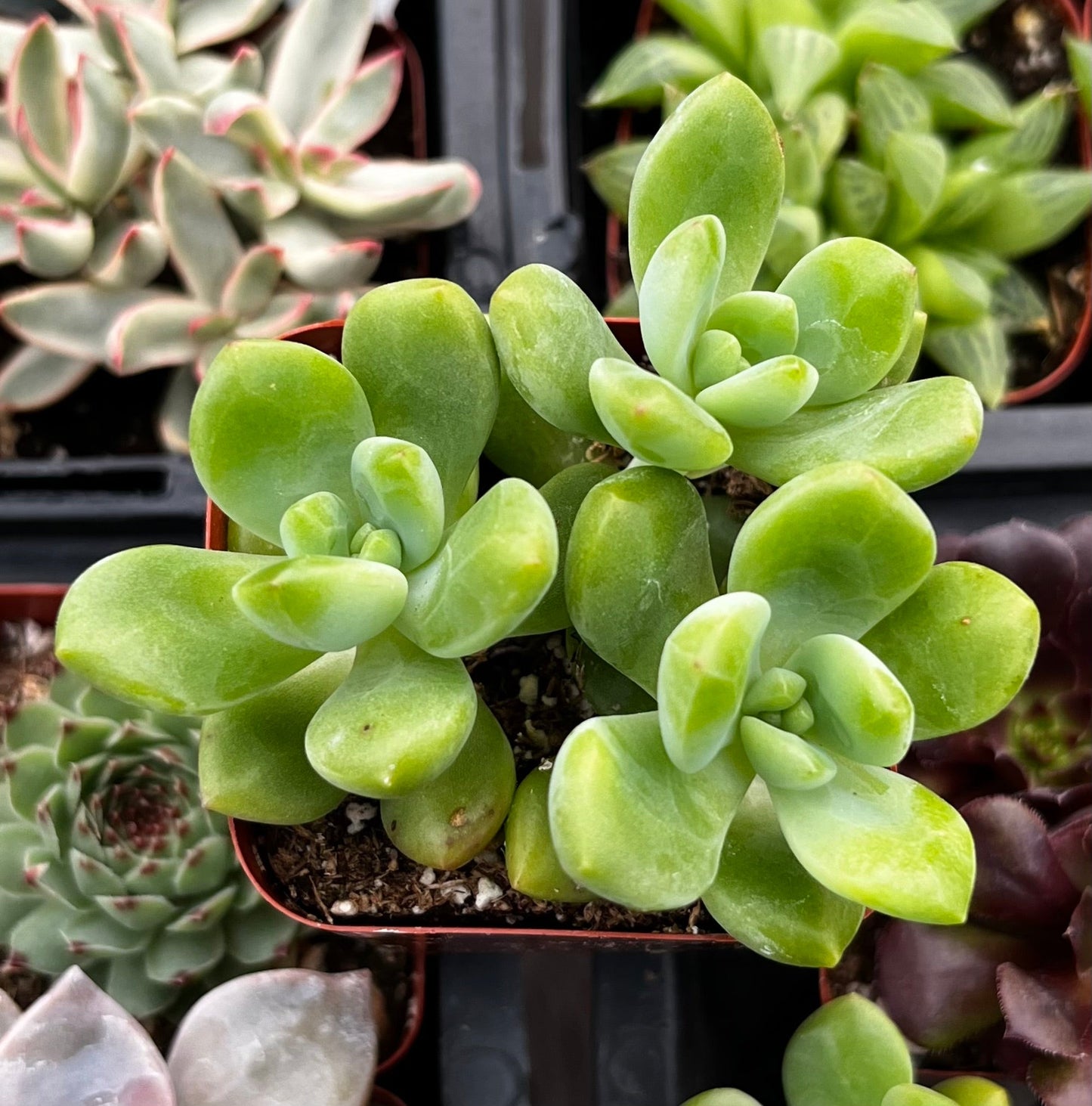 Sedum ‘Alice Evans’