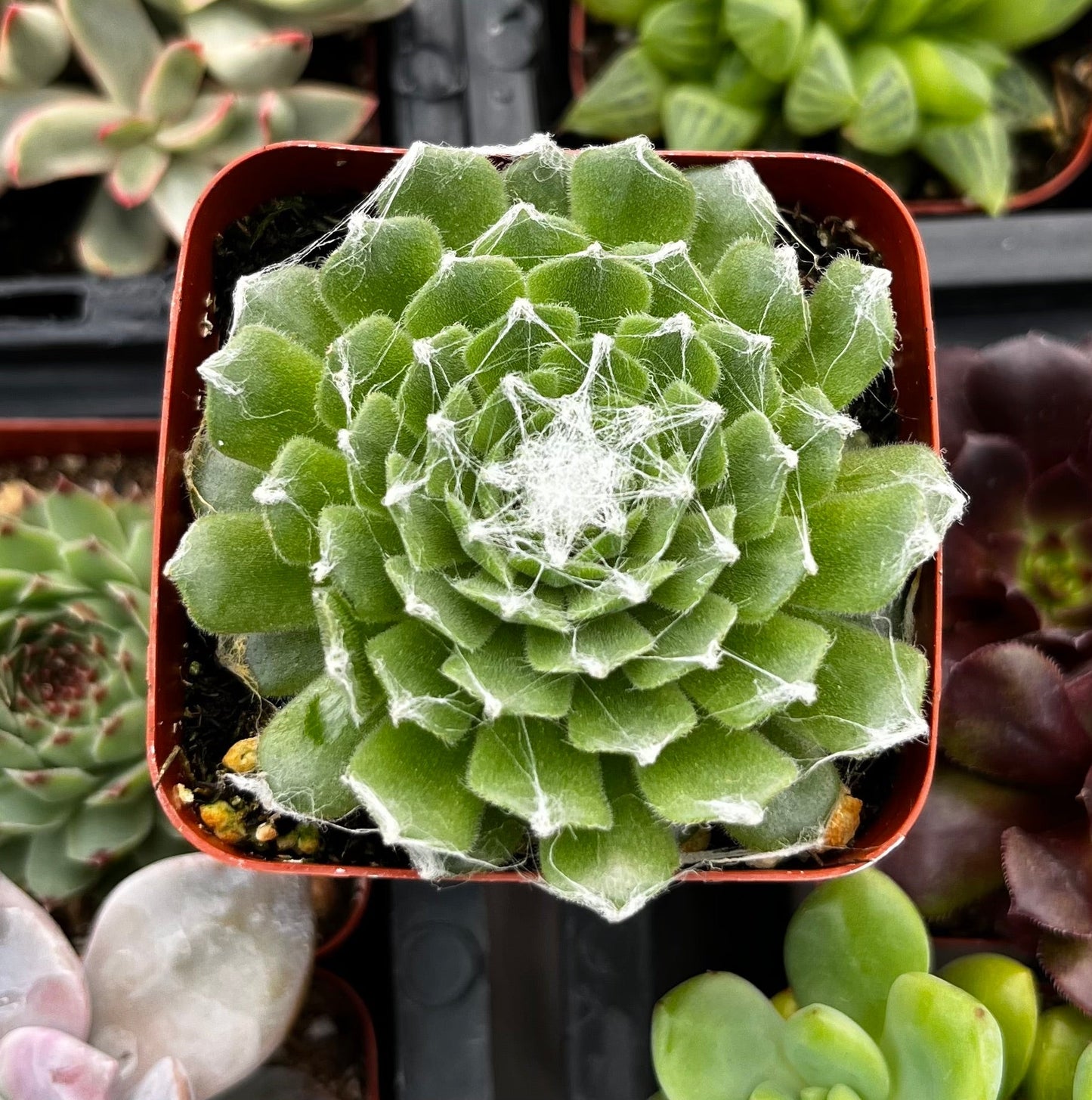 Sempervivum Cob Web