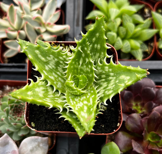 Tiger Tooth Aloe