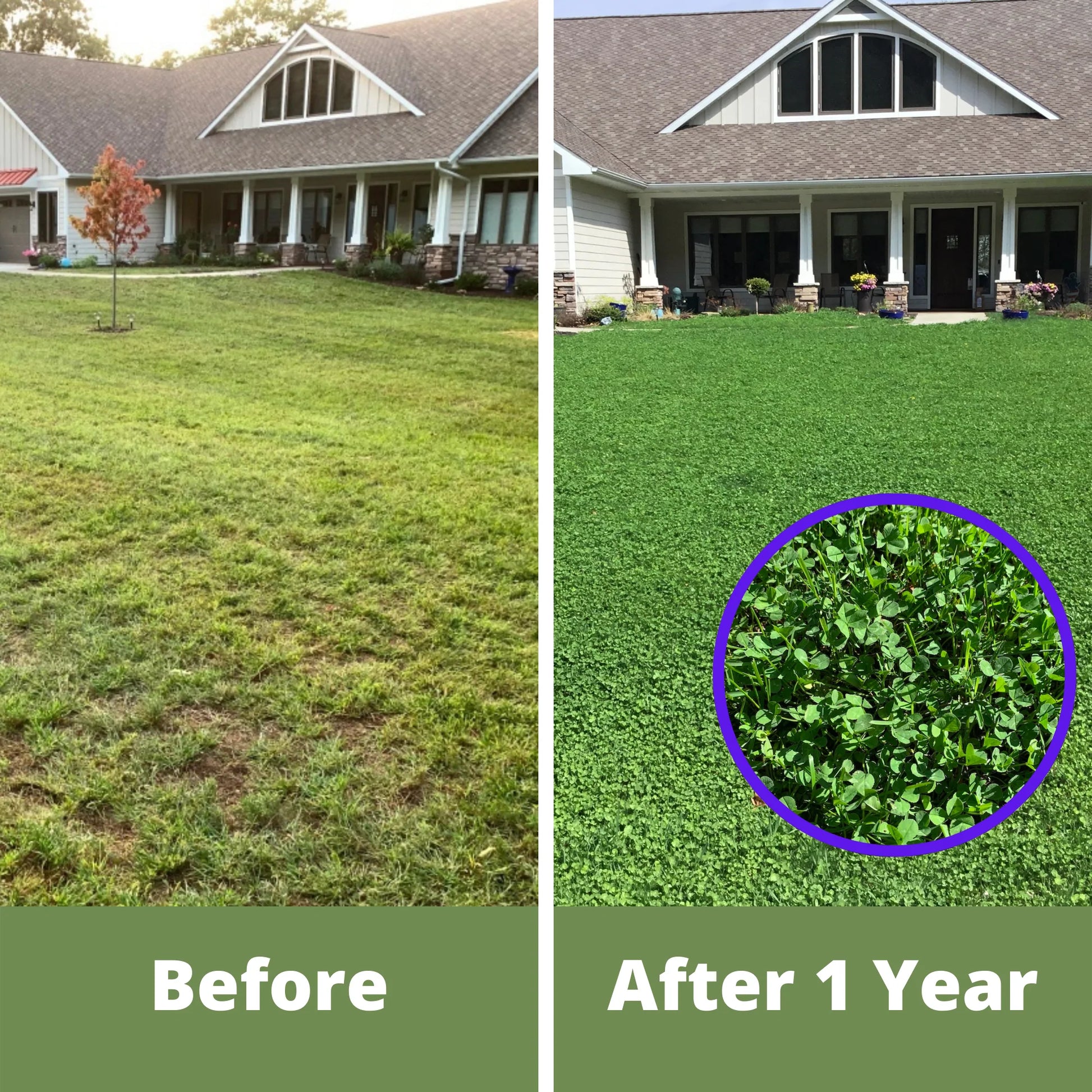 planting white dutch clover seed Flawn Seed Dutch White Clover Flowering Lawn Seed - Kid, Pet, Pollinator & Eco-Friendly Grass Alternative