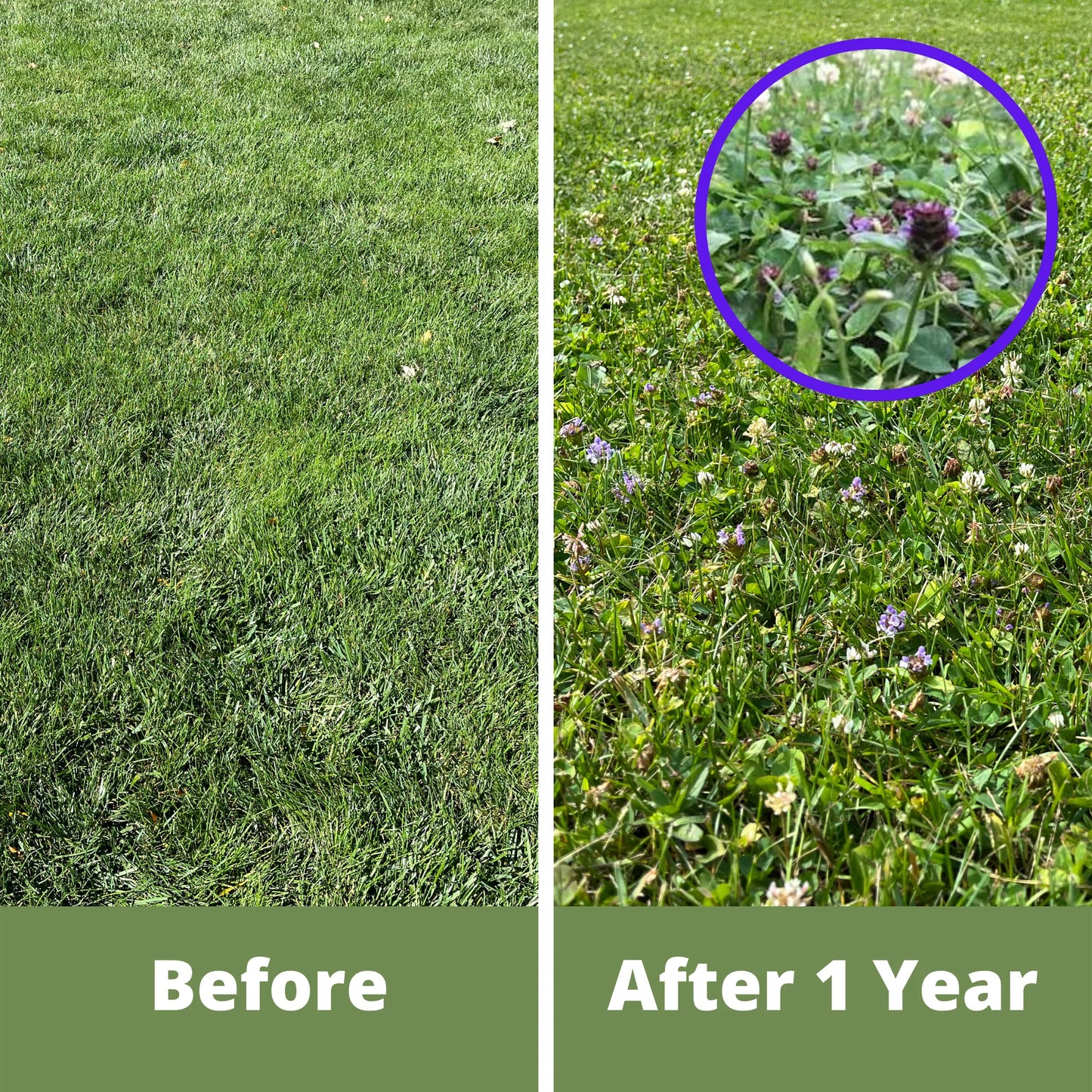 Slope/Septic System Kit with Dutch White Clover, Self-Heal & White Yarrow (LIMITED TIME)