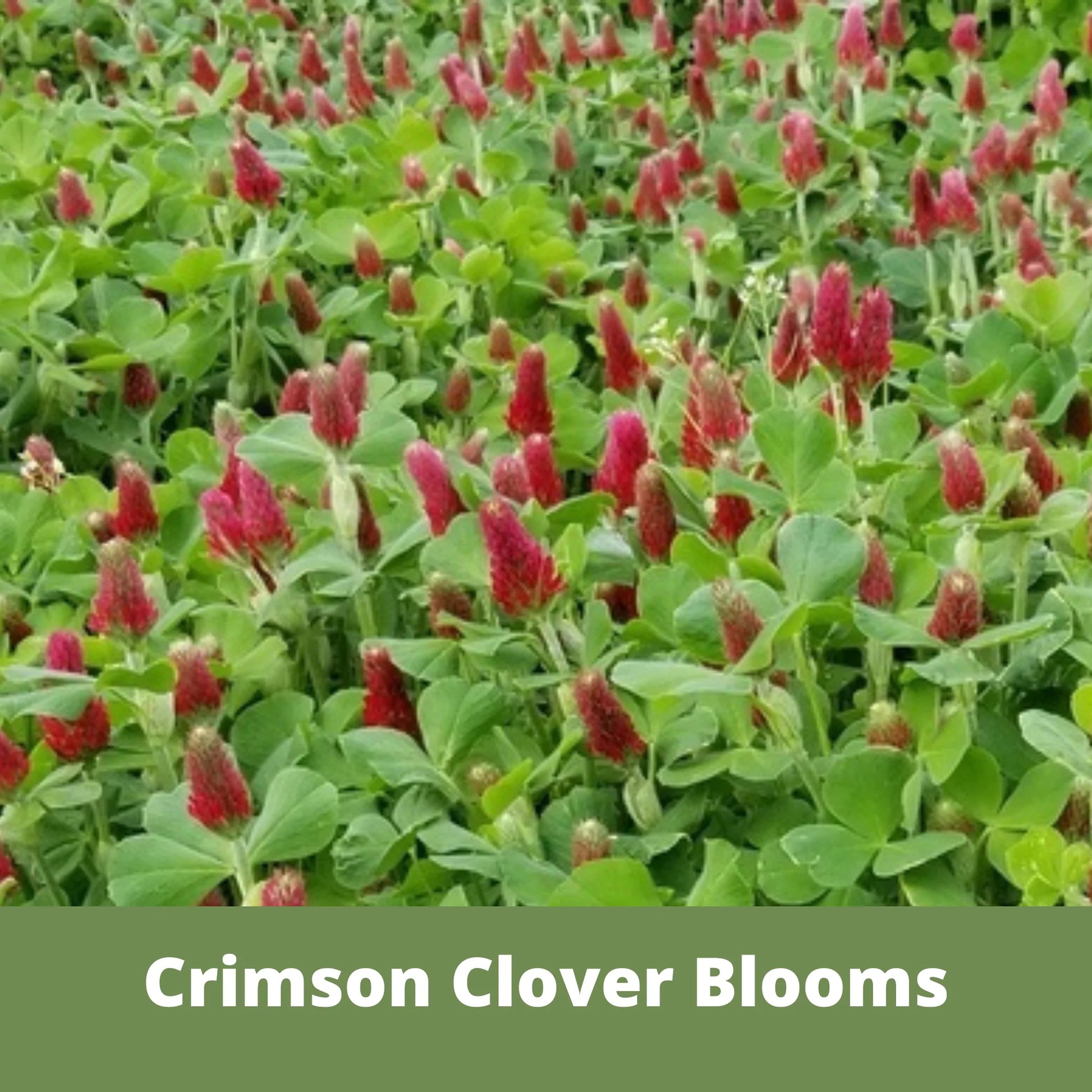 Flawn Seed Crimson Clover Flowering Lawn Seed Kid, Pet, Pollinator