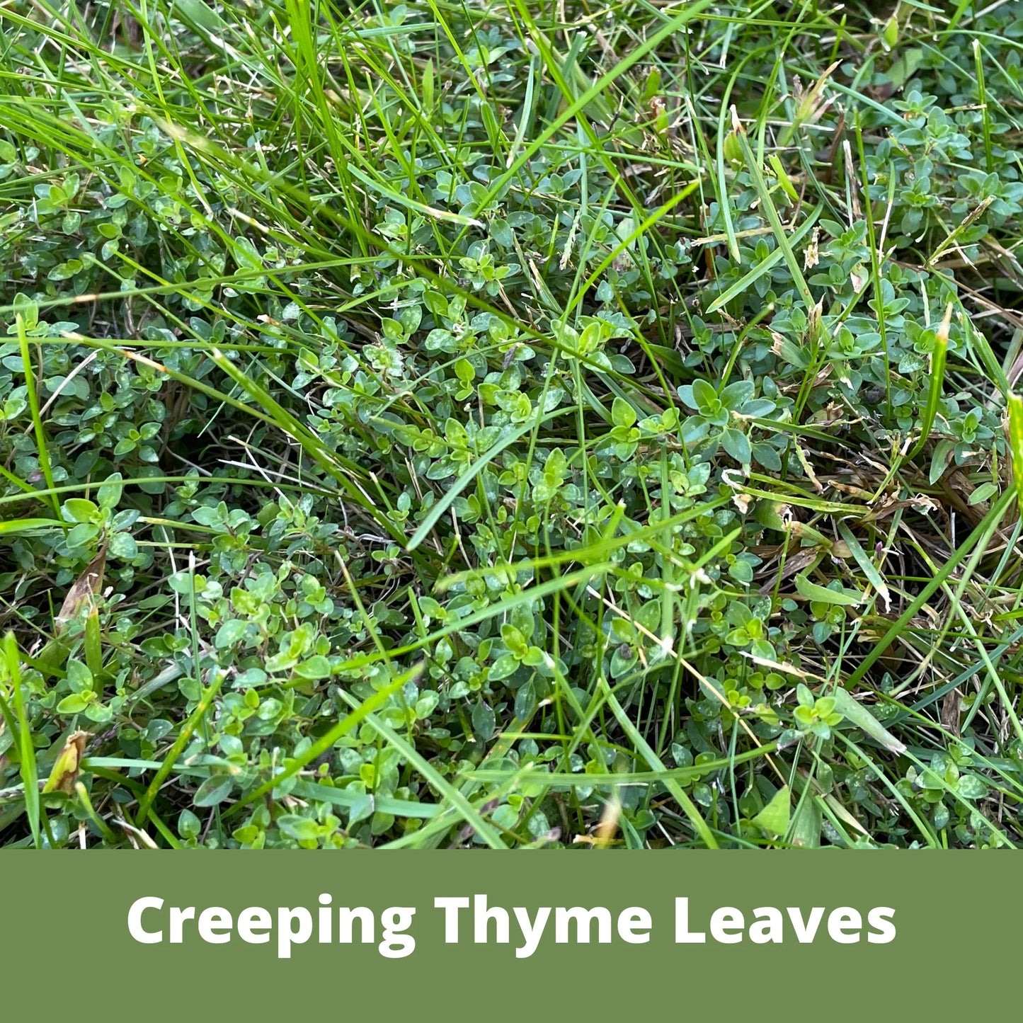 Case of Creeping Thyme Seed Pouches