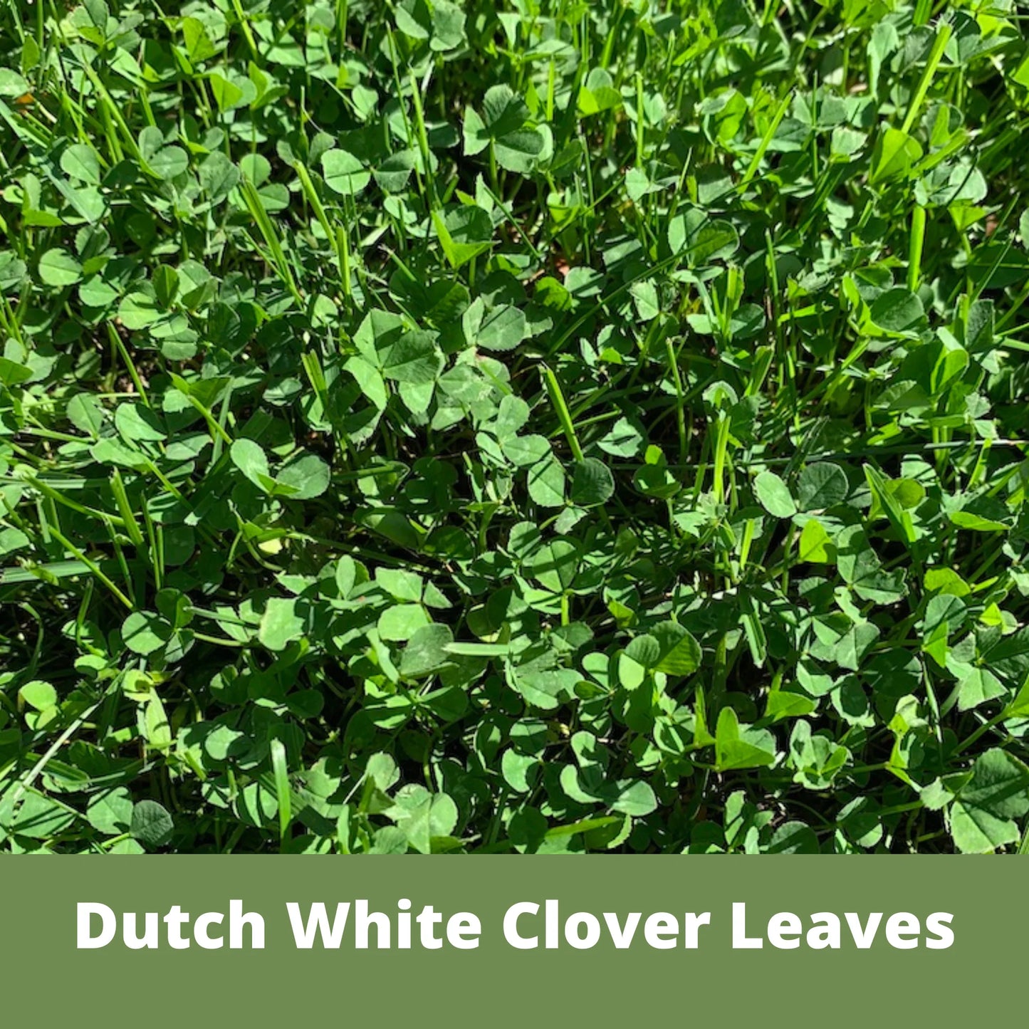 Dutch White Clover Seed Pouch