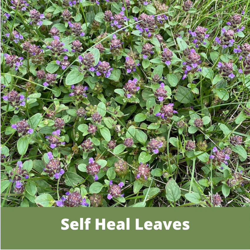 self planting seed Self-Heal Seed Pouch 500 SqFt .5 oz