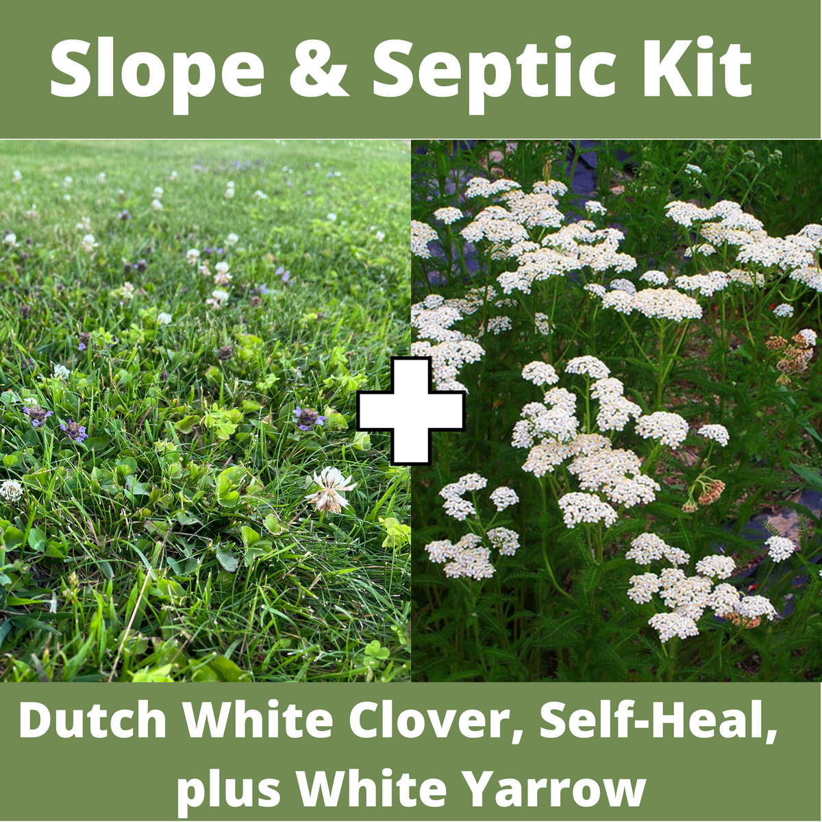 Flawn Seed Septic System Kit - Kid, Pet, & Pollinator Grass Alternative ...