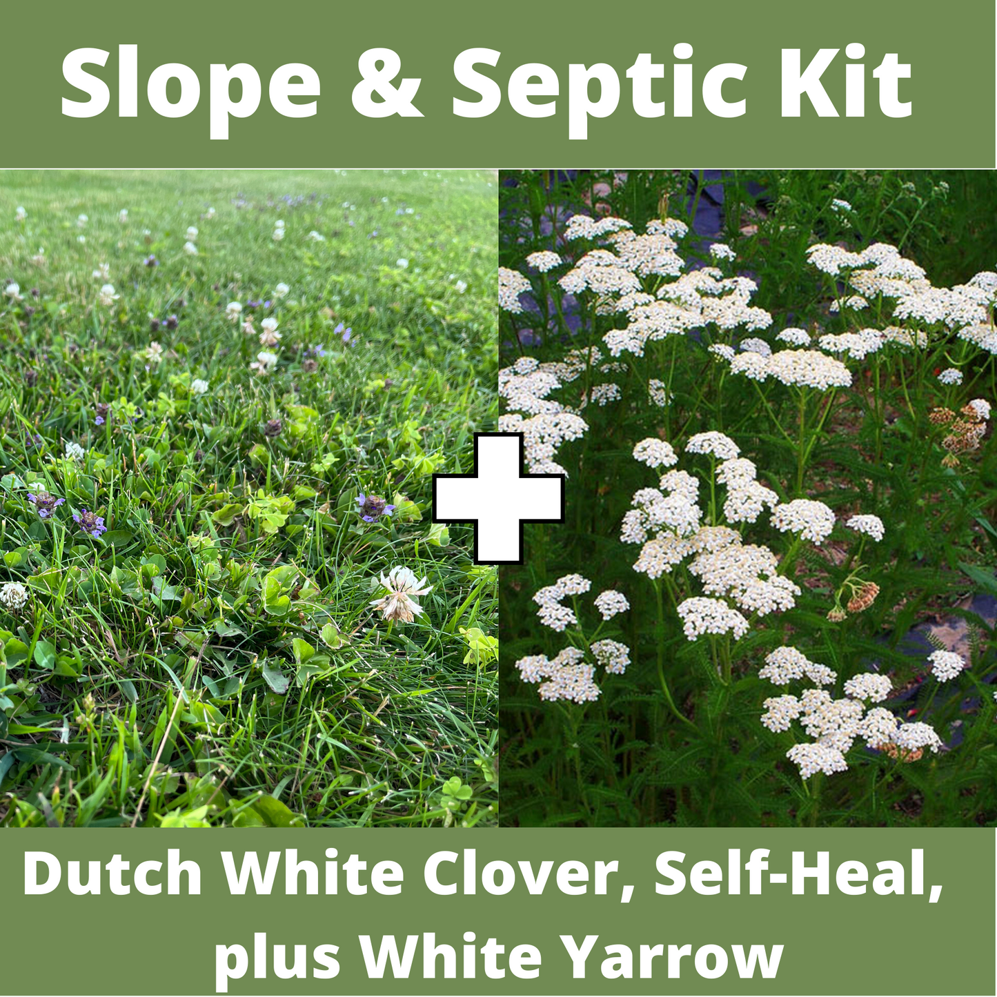 Slope/Septic System Kit with Dutch White Clover, Self-Heal & White Yarrow (LIMITED TIME)