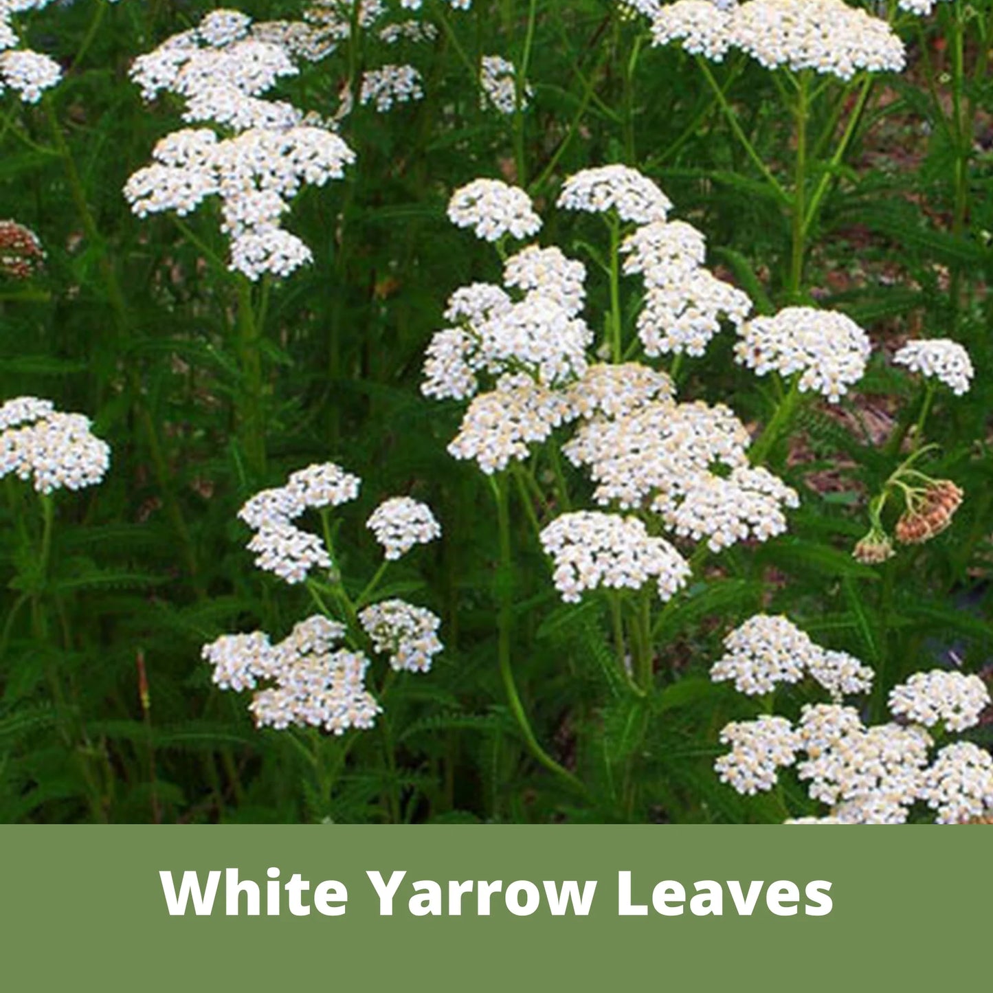 White Yarrow Seed Pouch